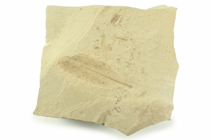 Fossil Cedrelospermum Leaf with Beetle - Utah #360301
